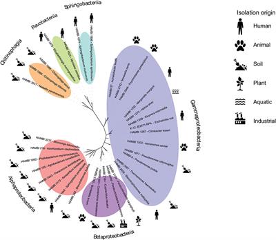 Construction and Characterization of Synthetic Bacterial Community for Experimental Ecology and Evolution